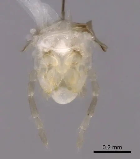 Brachymyrmex cordemoyi specimen CASENT0740909 image casent0740909_3