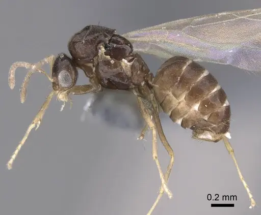 Brachymyrmex cordemoyi specimen CASENT0740909 image casent0740909_4