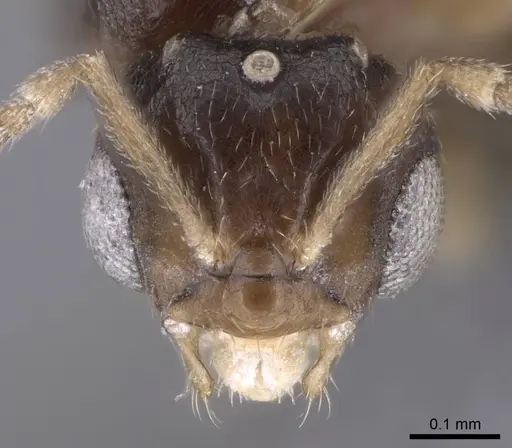 Brachymyrmex cordemoyi specimen CASENT0740911 image casent0740911_2