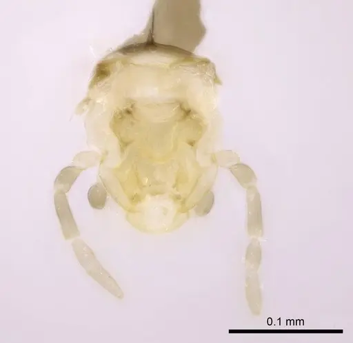 Brachymyrmex cordemoyi specimen CASENT0740911 image casent0740911_3