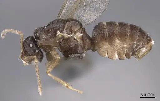 Brachymyrmex cordemoyi specimen CASENT0740911 image casent0740911_4