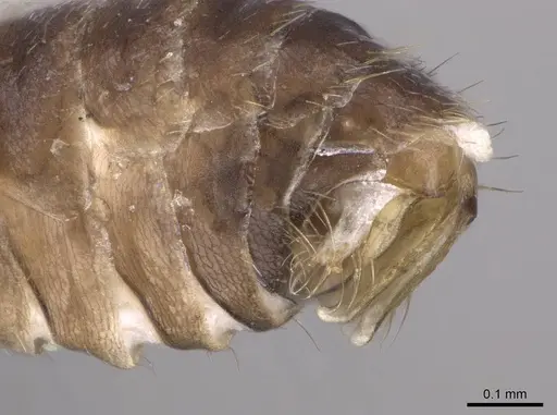 Brachymyrmex cordemoyi specimen CASENT0740911 image casent0740911_5