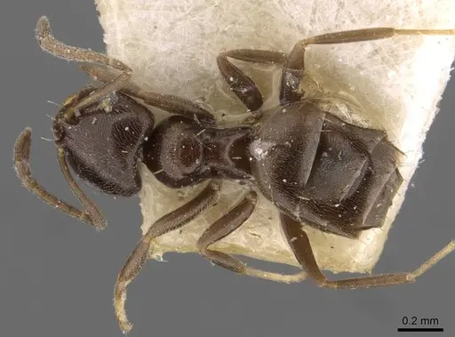 Brachymyrmex cordemoyi specimen CASENT0909938 image casent0909938_1
