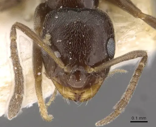 Brachymyrmex cordemoyi specimen CASENT0909938 image casent0909938_2