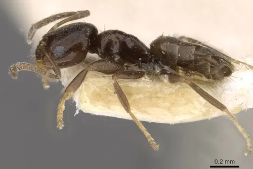 Brachymyrmex cordemoyi specimen CASENT0909938 image casent0909938_3
