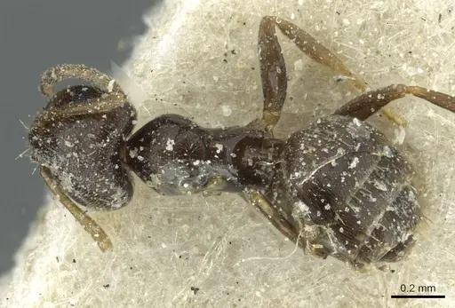 Brachymyrmex cordemoyi specimen CASENT0911597 image casent0911597_1