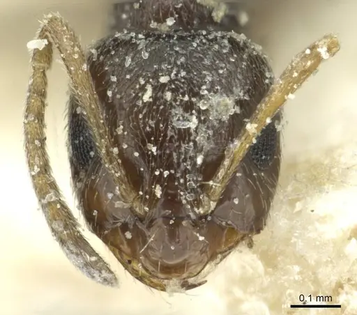 Brachymyrmex cordemoyi specimen CASENT0911597 image casent0911597_2