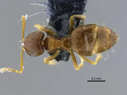 Brachymyrmex cordemoyi specimen CBUMAGENT41979 image cbumagent41979_1