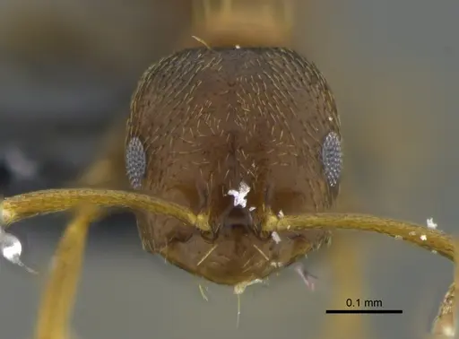 Brachymyrmex cordemoyi specimen CBUMAGENT41979 image cbumagent41979_2