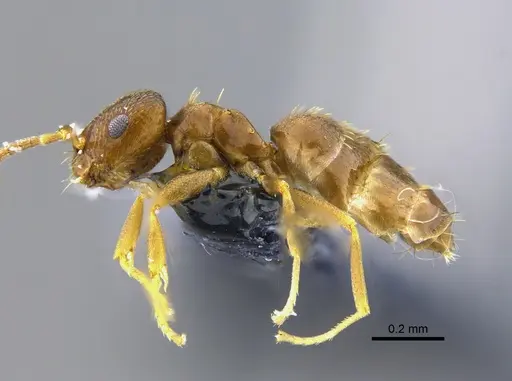 Brachymyrmex cordemoyi specimen CBUMAGENT41979 image cbumagent41979_3
