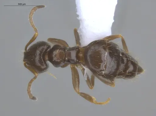 Brachymyrmex cordemoyi specimen ECOFOG-BOUM-0502-05 image ecofog-boum-0502-05_1