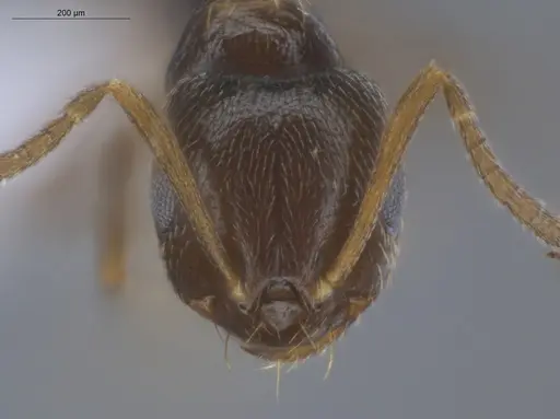 Brachymyrmex cordemoyi specimen ECOFOG-BOUM-0502-05 image ecofog-boum-0502-05_2