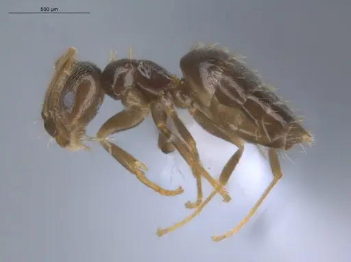 Brachymyrmex cordemoyi specimen ECOFOG-BOUM-0502-05 image ecofog-boum-0502-05_3