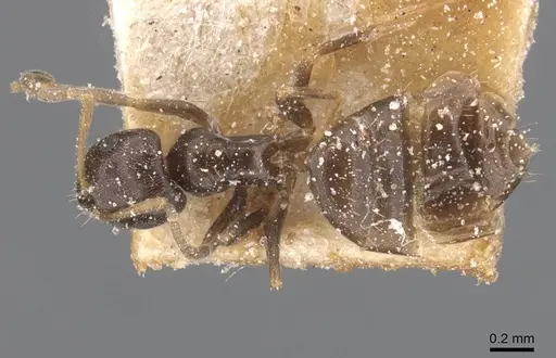 Brachymyrmex cordemoyi specimen USNMENT00757178 image usnment00757178_1