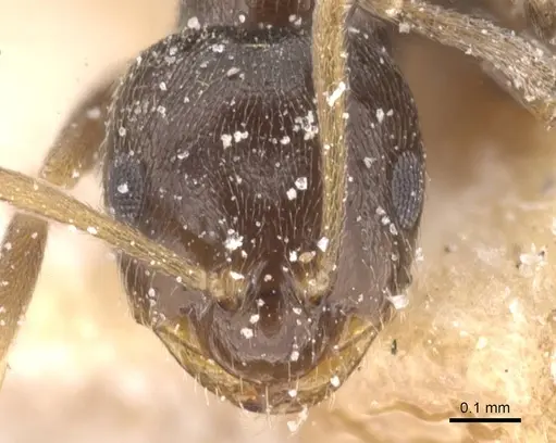 Brachymyrmex cordemoyi specimen USNMENT00757178 image usnment00757178_2