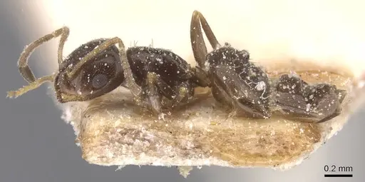 Brachymyrmex cordemoyi specimen USNMENT00757178 image usnment00757178_3