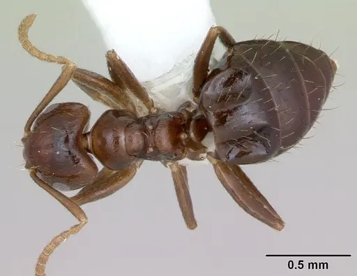 Brachymyrmex degener specimen CASENT0173479 image casent0173479_1