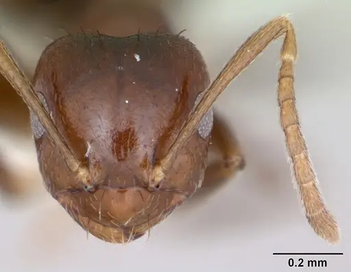 Brachymyrmex degener specimen CASENT0173479 image casent0173479_2