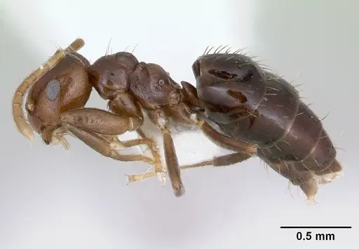 Brachymyrmex degener specimen CASENT0173479 image casent0173479_3