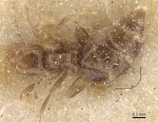Brachymyrmex degener specimen CASENT0911599 image casent0911599_1