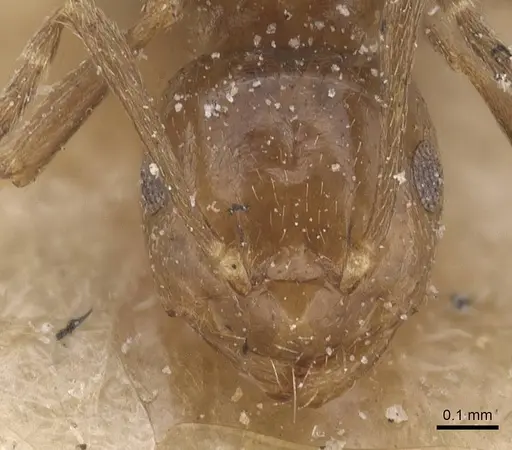 Brachymyrmex degener specimen CASENT0911599 image casent0911599_2