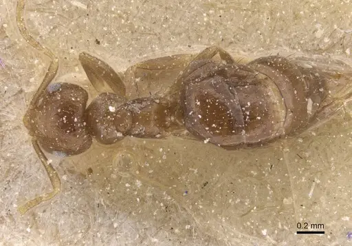 Brachymyrmex degener specimen CASENT0911602 image casent0911602_1
