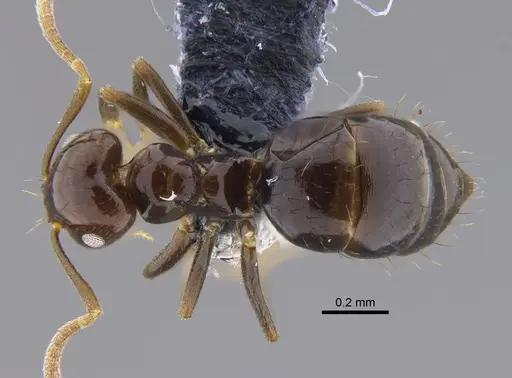 Brachymyrmex degener specimen CBUMAGENT41834 image cbumagent41834_1