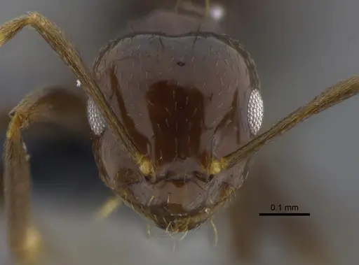 Brachymyrmex degener specimen CBUMAGENT41834 image cbumagent41834_2