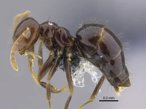 Brachymyrmex degener specimen CBUMAGENT41834 image cbumagent41834_3