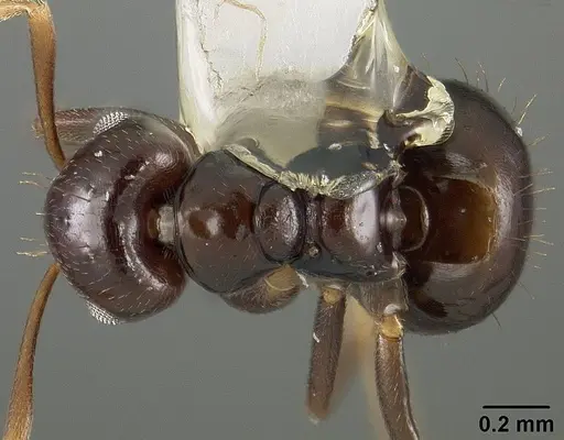 Brachymyrmex degener specimen USNMENT00441074 image usnment00441074_1
