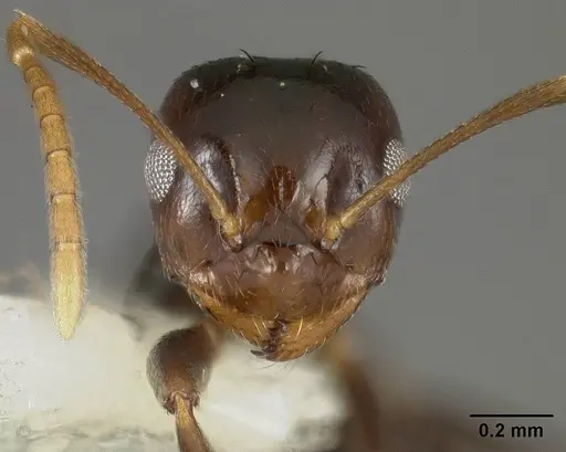 Brachymyrmex degener specimen USNMENT00441074 image usnment00441074_2