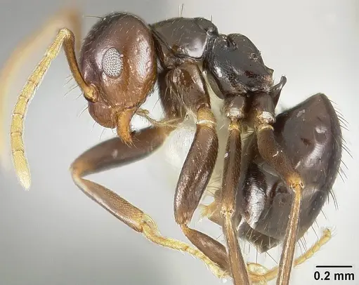 Brachymyrmex degener specimen USNMENT00441074 image usnment00441074_3