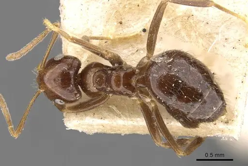 Brachymyrmex degener specimen USNMENT00757143 image usnment00757143_1