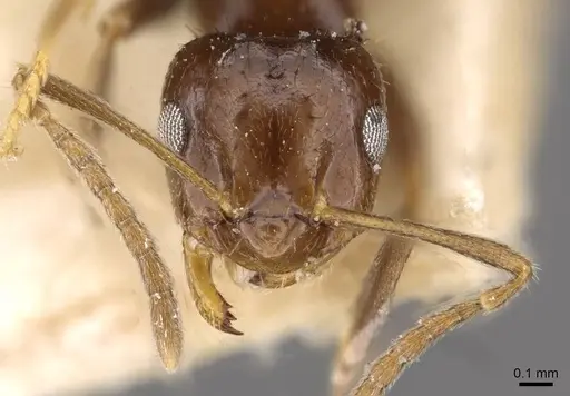 Brachymyrmex degener specimen USNMENT00757143 image usnment00757143_2