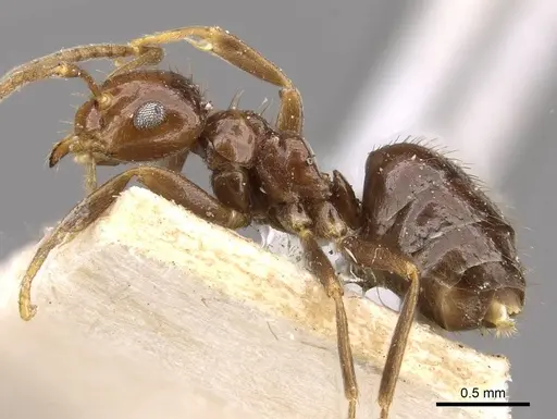 Brachymyrmex degener specimen USNMENT00757143 image usnment00757143_3
