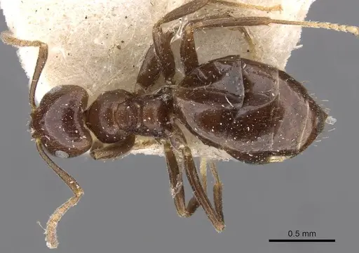Brachymyrmex degener specimen USNMENT00757163 image usnment00757163_1