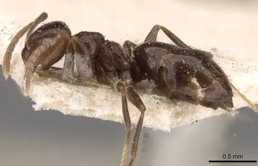Brachymyrmex degener specimen USNMENT00757163 image usnment00757163_3