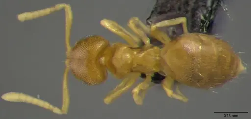Brachymyrmex depilis specimen ANTWEB1060168 image antweb1060168_1