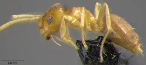 Brachymyrmex depilis specimen ANTWEB1060168 image antweb1060168_2
