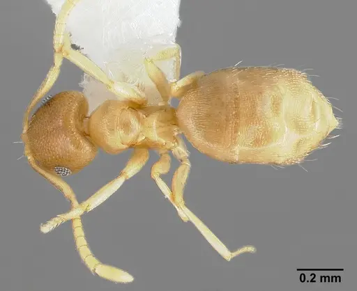 Brachymyrmex depilis specimen CASENT0005338 image casent0005338_1