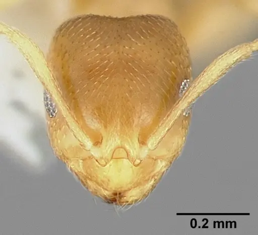 Brachymyrmex depilis specimen CASENT0005338 image casent0005338_2