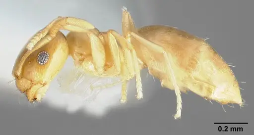 Brachymyrmex depilis specimen CASENT0005338 image casent0005338_3