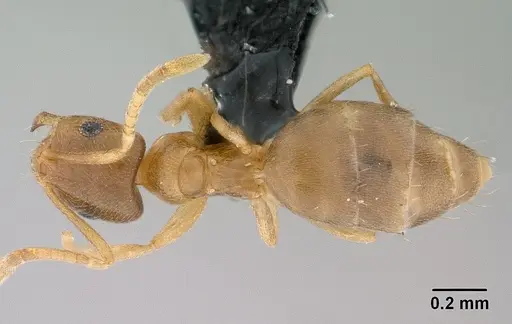 Brachymyrmex depilis specimen CASENT0008131 image casent0008131_1
