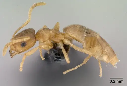 Brachymyrmex depilis specimen CASENT0008131 image casent0008131_3