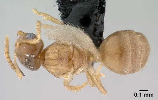 Brachymyrmex depilis specimen CASENT0080262 image casent0080262_1
