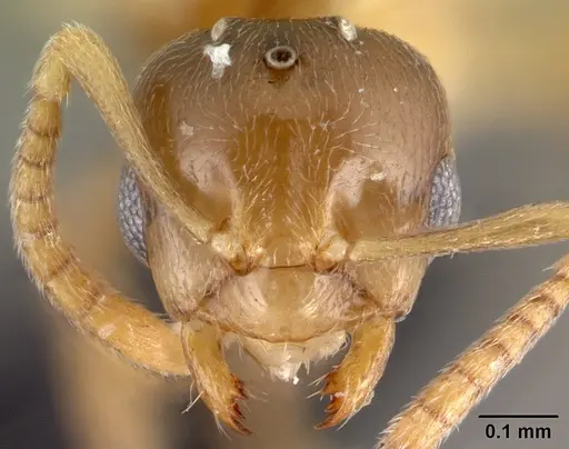 Brachymyrmex depilis specimen CASENT0080262 image casent0080262_2