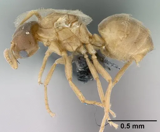 Brachymyrmex depilis specimen CASENT0080262 image casent0080262_3
