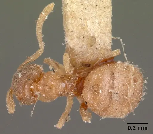 Brachymyrmex depilis specimen CASENT0102085 image casent0102085_1