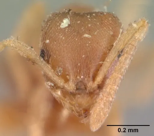 Brachymyrmex depilis specimen CASENT0102085 image casent0102085_3