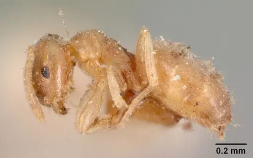 Brachymyrmex depilis specimen CASENT0102085 image casent0102085_4